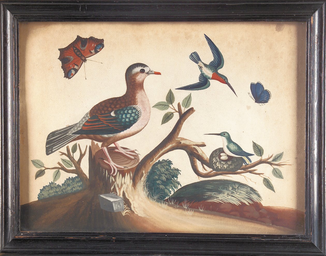 Pomba de asa verde, com colibris de garganta vermelha, borboleta-pavão e borboleta ultramarina de Samuel Dixon