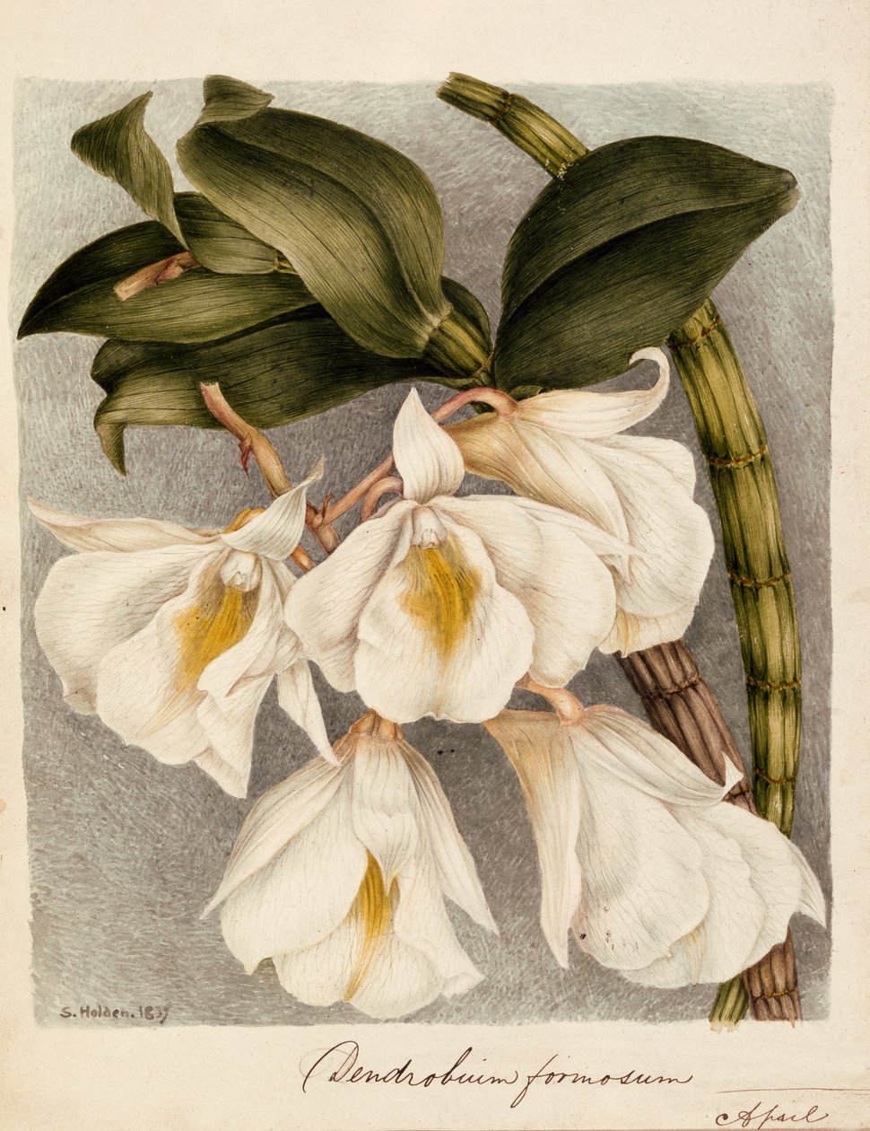 Cymbidium c.1839 considerável (aguarela) de Samuel Holden