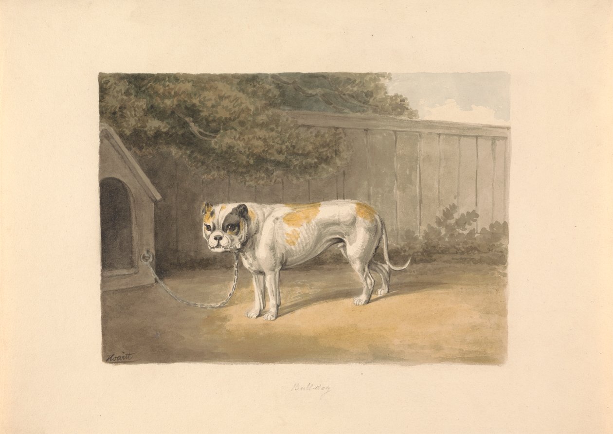 Um Bulldog de Samuel Howitt