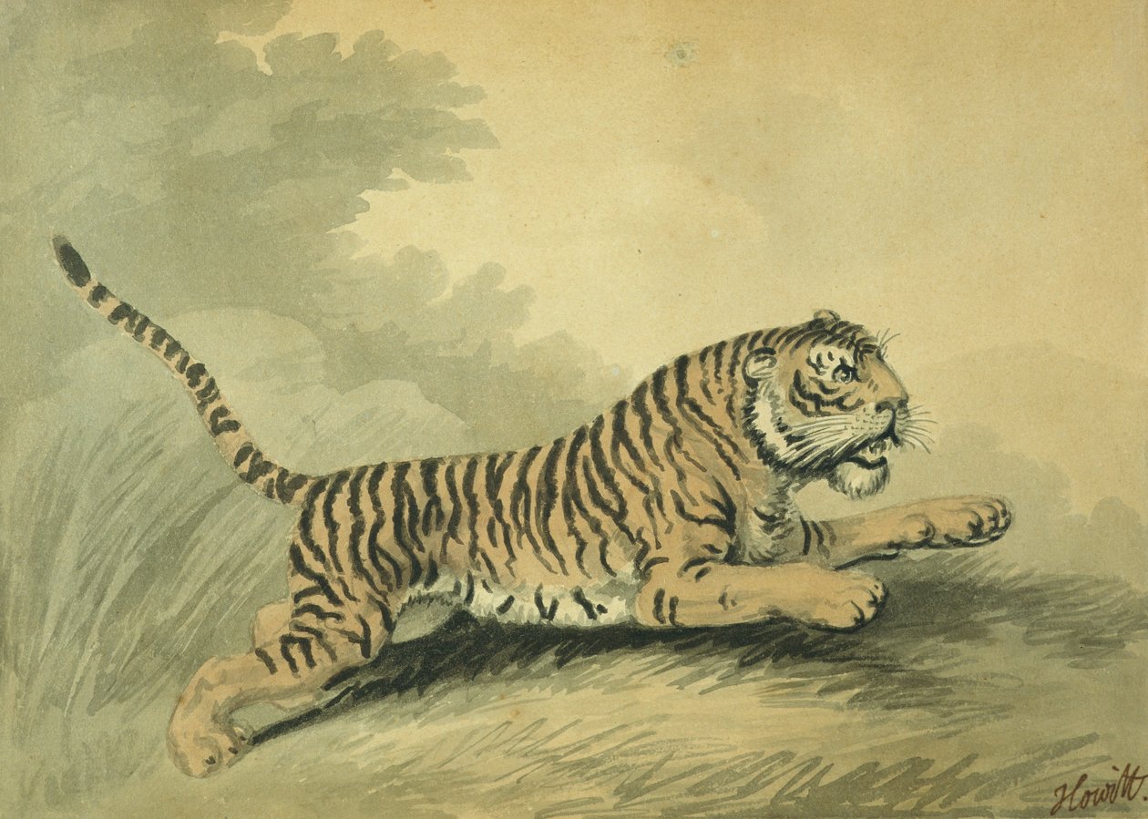 Uma tigresa pulando para a direita, 1807 de Samuel Howitt