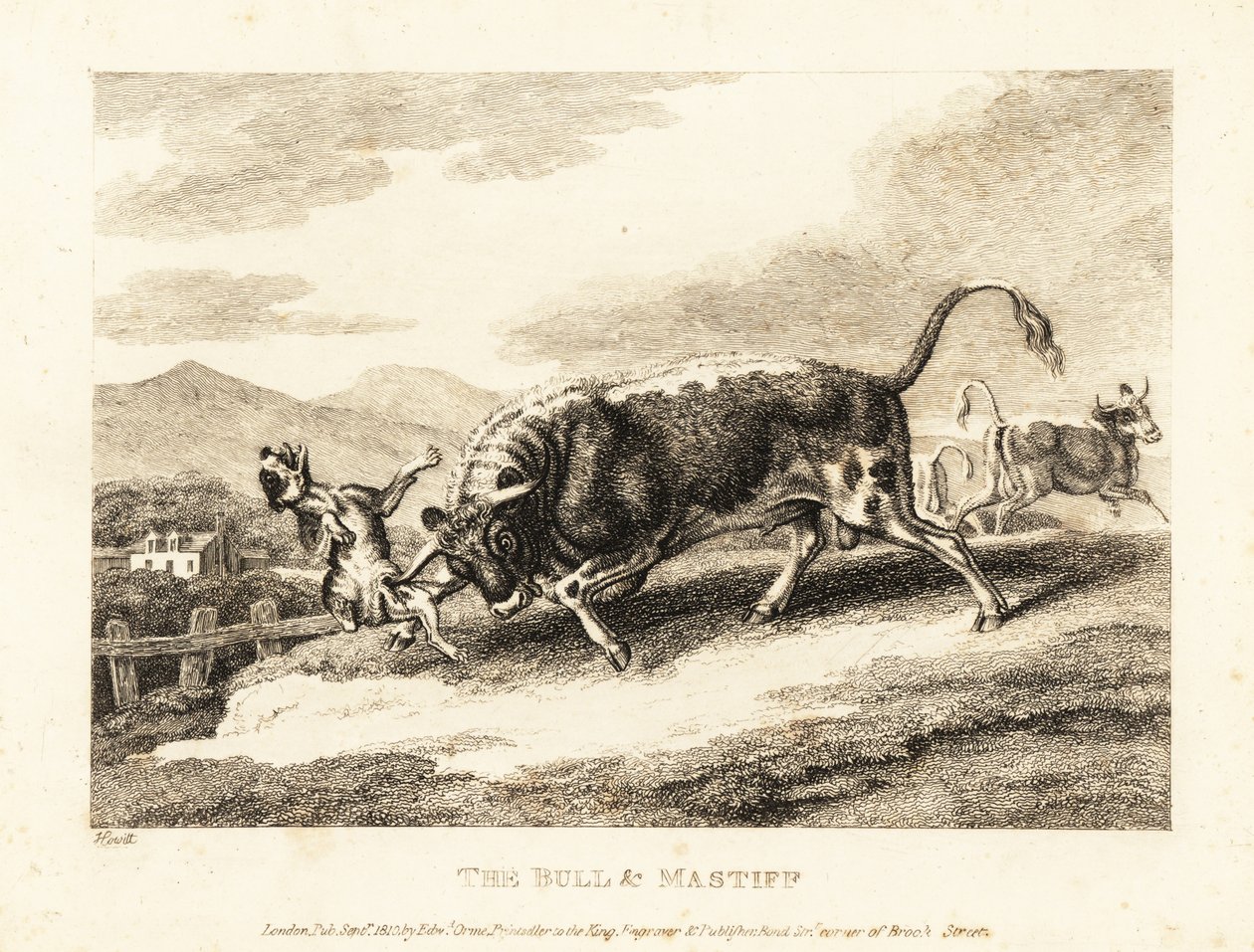 Um touro chifra um cachorro até a morte em um campo. 1811 (gravura) de Samuel Howitt