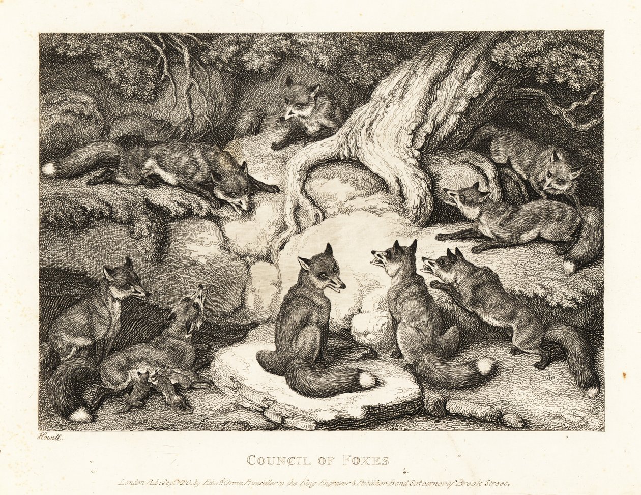 Um bando de raposas se encontrando em uma floresta. 1811 (gravura) de Samuel Howitt