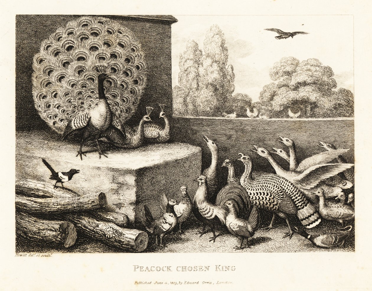 Um pavão escolhido rei das aves da quinta. 1811 (gravura) de Samuel Howitt
