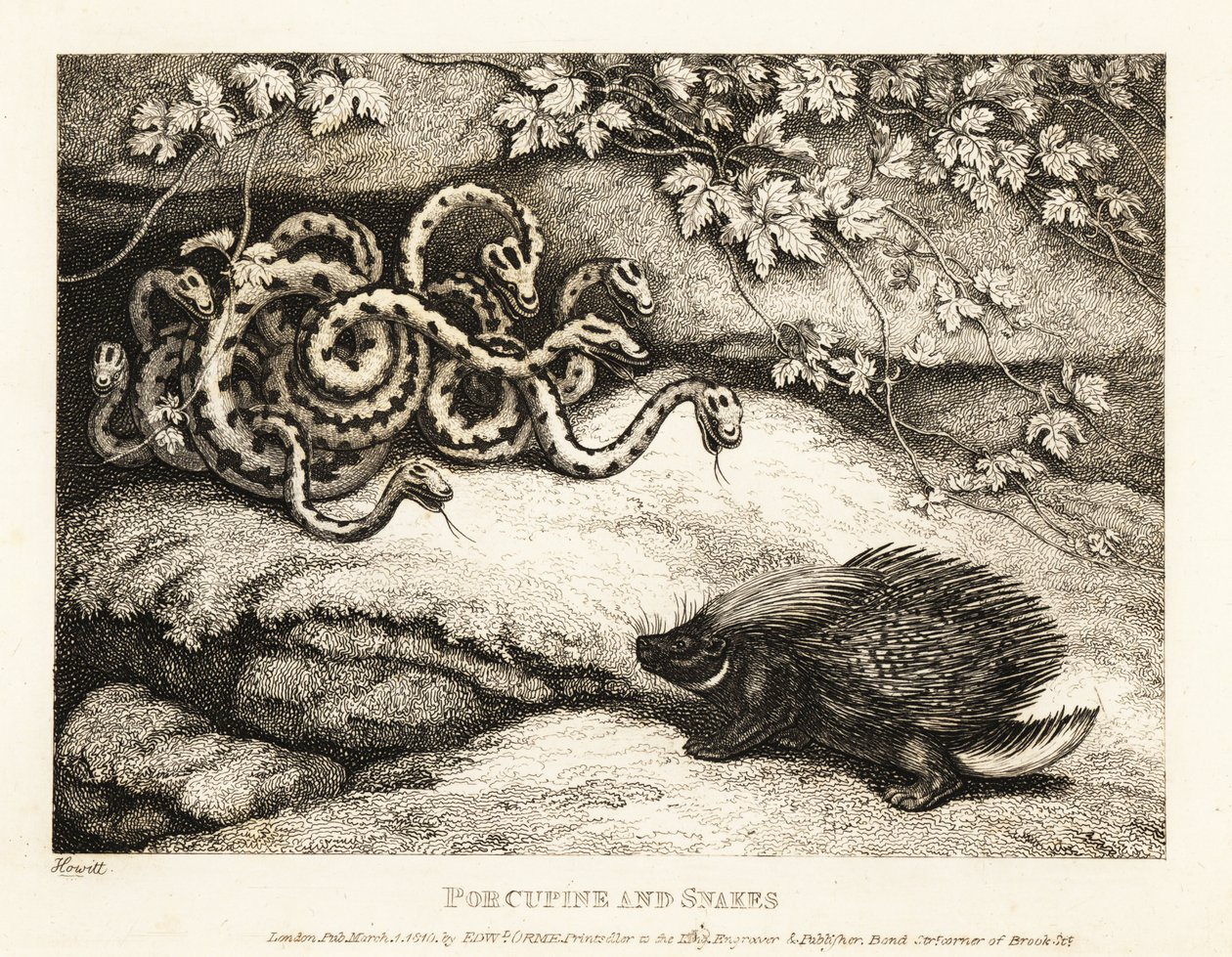 As penas afiadas de um porco-espinho expulsam um ninho de cobras de uma caverna 1811 (gravura) de Samuel Howitt