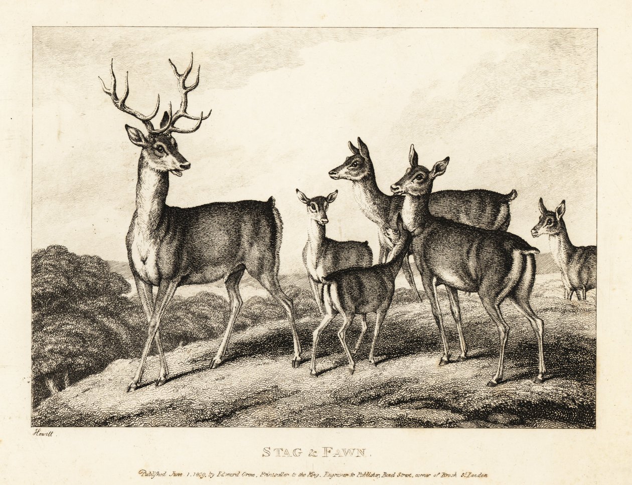Um veado com fazes e fawns. Veado e fulvo. 1811 (gravura) de Samuel Howitt