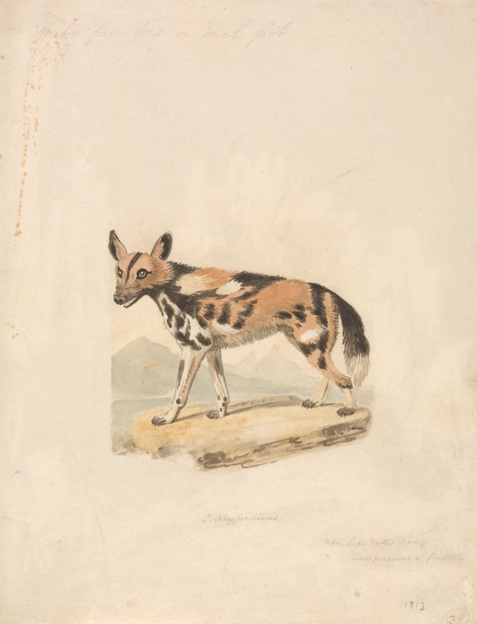 Cão abissiniano de Samuel Howitt