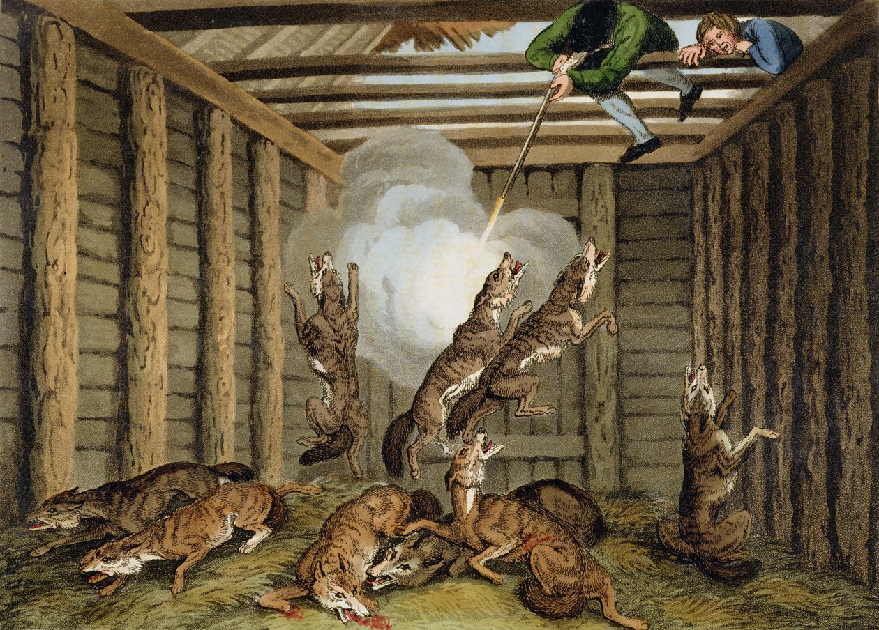 American Anecdote: Shooting the Wolves, gravado por Matthew Dubourg (fl.1785-1820) e o artista, publicado por Edward Orme, 1813 de Samuel Howitt