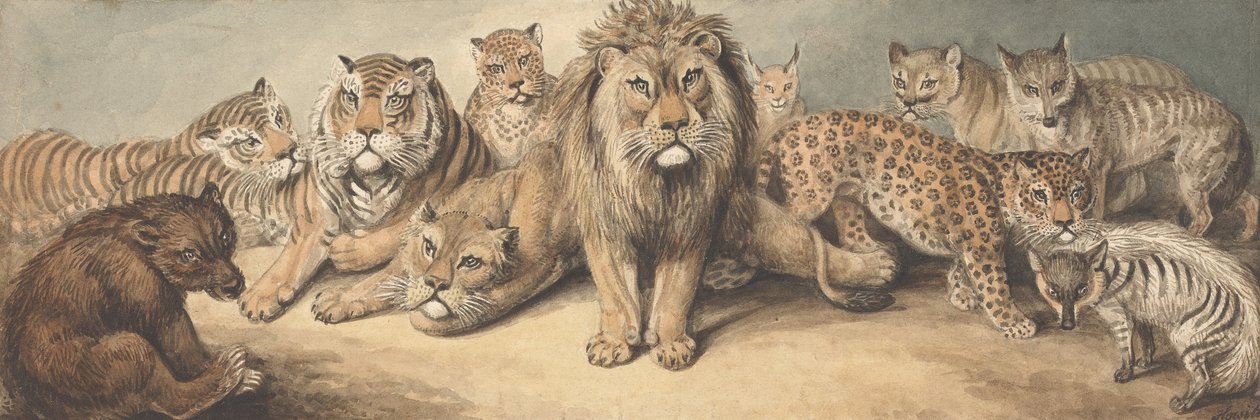 Animais da família dos felinos, com um urso e raposas de Samuel Howitt