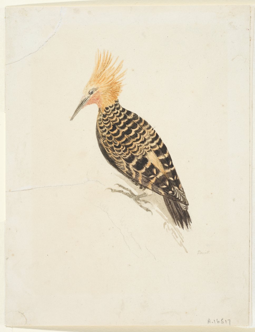 Pássaro, c.1765-22 (grafite e aguarela sobre papel de cera, pousado) de Samuel Howitt