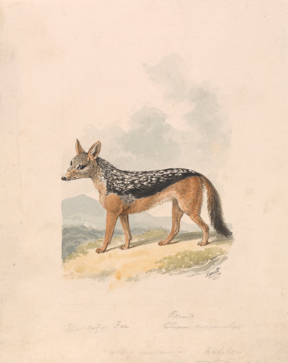 Chacal de costas negras de Samuel Howitt