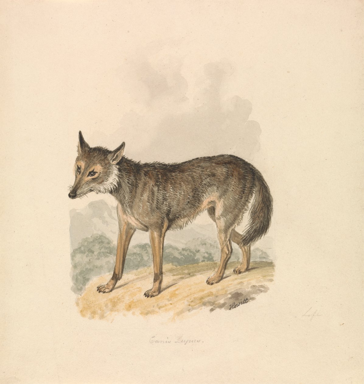 Canis Lupus, ou Lobo Cinzento de Samuel Howitt