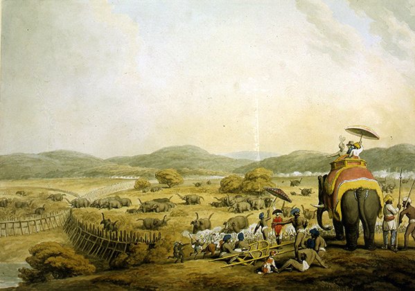 Conduzindo Elefantes a um Keddah (aguarela sobre papel) de Samuel Howitt