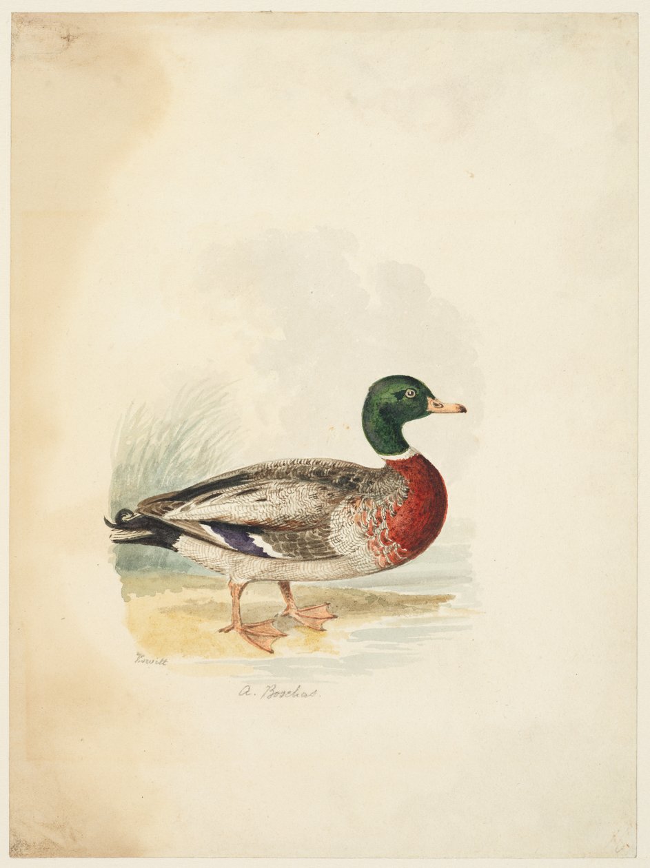 Pato - Anas boschas (reto), c.1813-22 (grafite, caneta e tinta castanha e aguarela, grafite sobre papel de cera) de Samuel Howitt