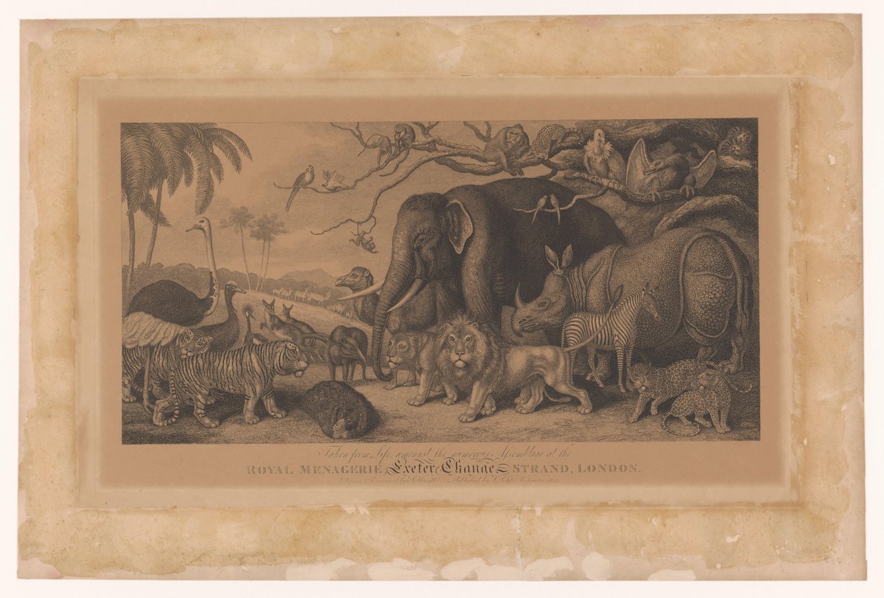 Animais exóticos do Menagerie Royal Menagerie on the Strand, Londres
Royal Menagerie, Exeter Change, Strand, Londres (título sobre o objecto) de Samuel Howitt