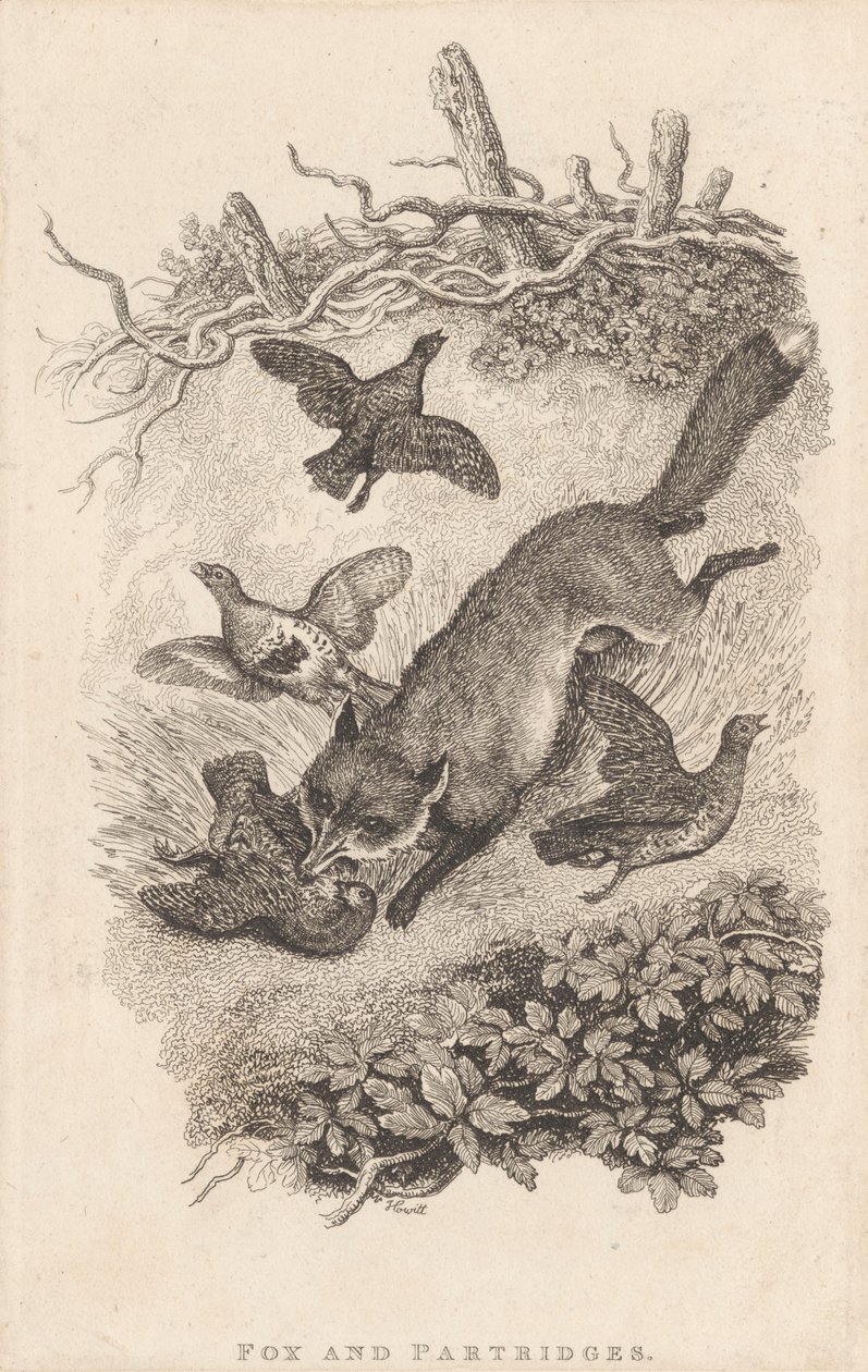 Raposa e Perdiz de Samuel Howitt