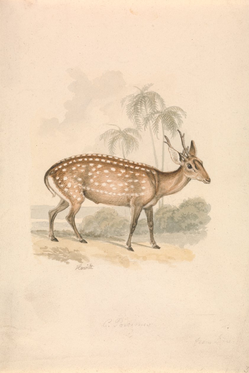 Veado porco de Samuel Howitt