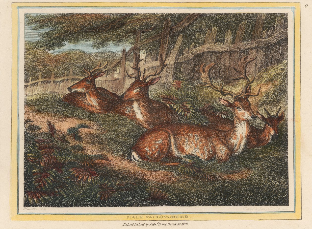 Gamo macho de Samuel Howitt