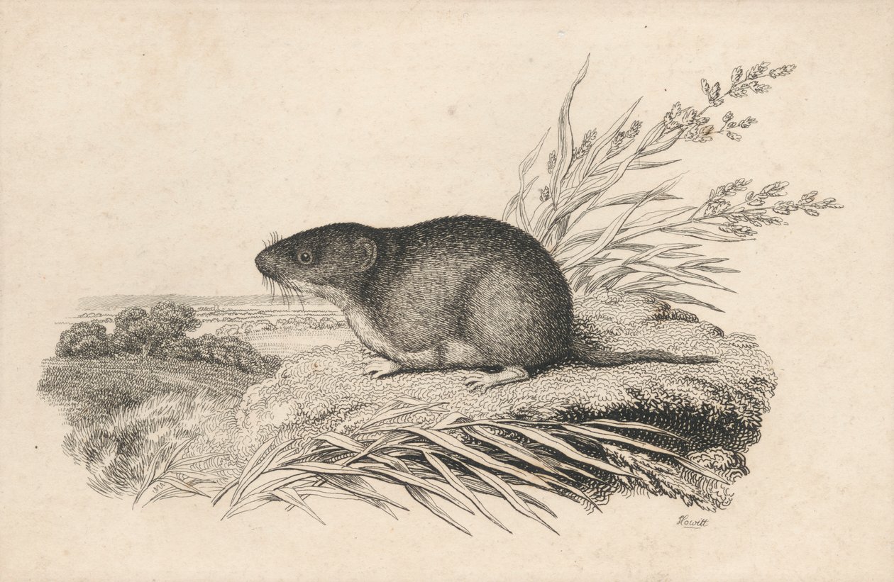 Rato almiscarado de Samuel Howitt