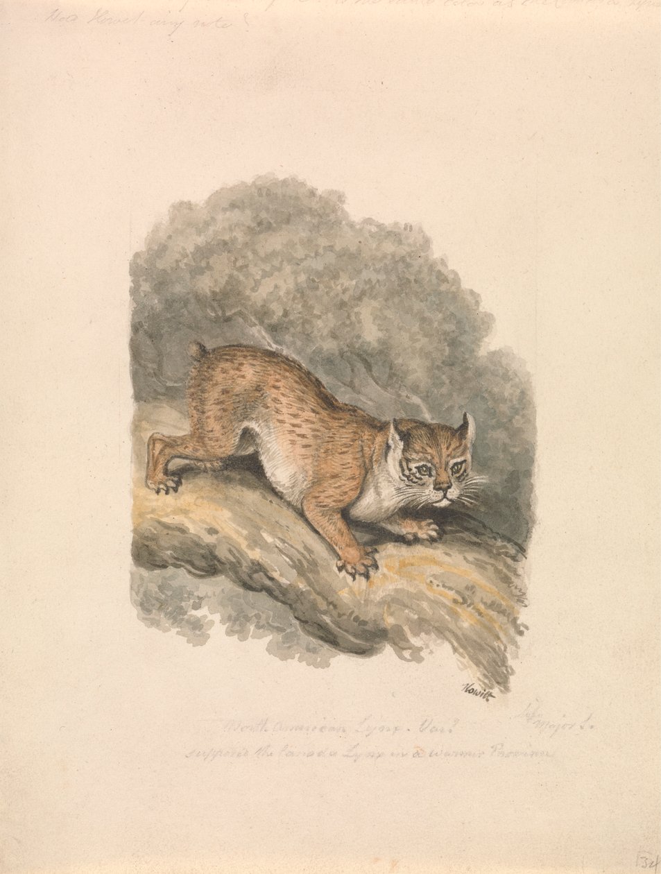 Lince norte-americano de Samuel Howitt