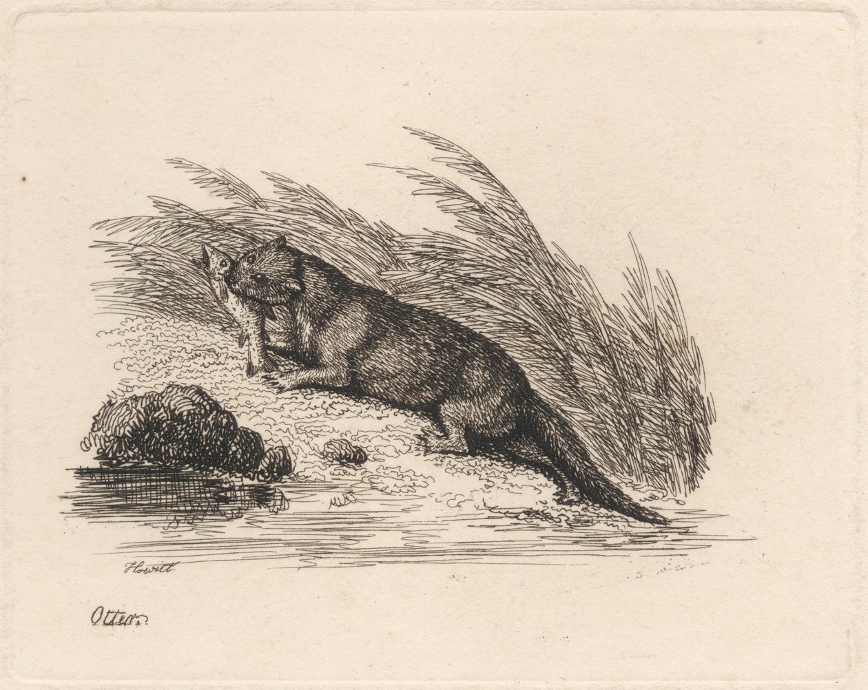 Otter de Samuel Howitt