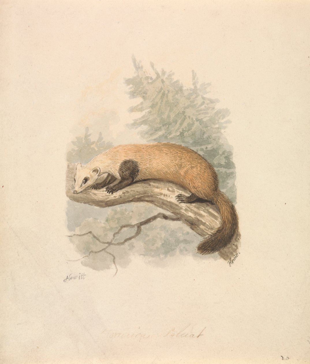 Polecat de Samuel Howitt