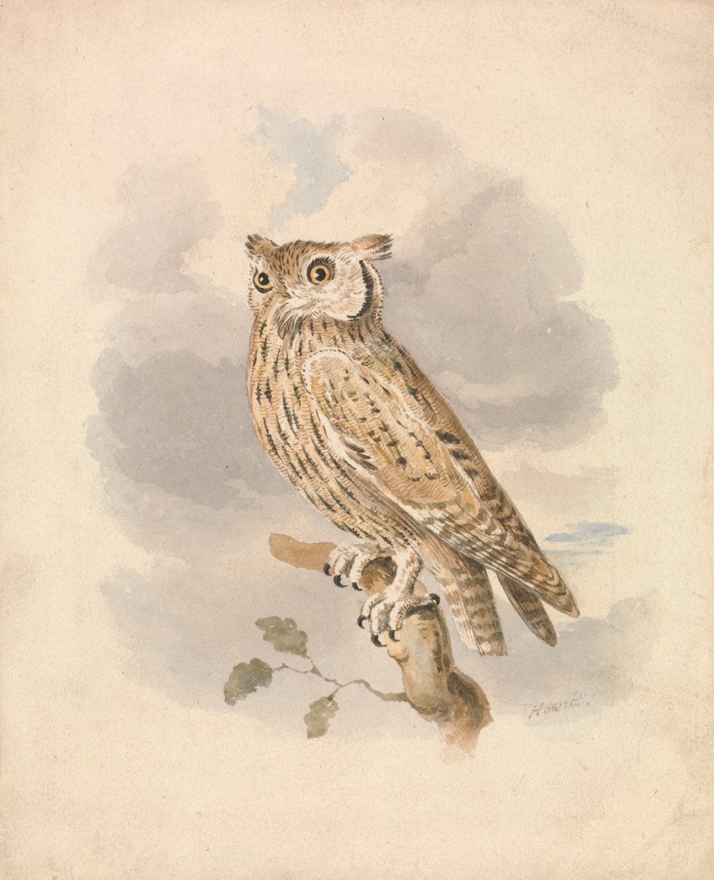 Coruja de Scops de Samuel Howitt