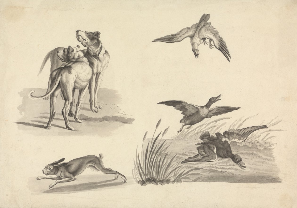 Folha de Estudos de Cães de Caça, Lebre, Falcão e Patos de Samuel Howitt