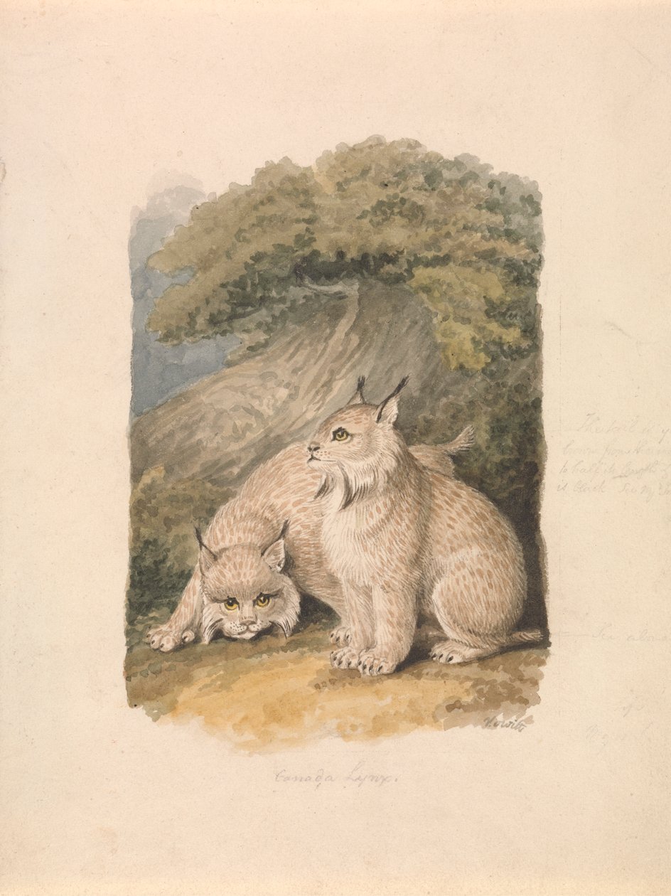 O lince canadiano da Vida de Samuel Howitt