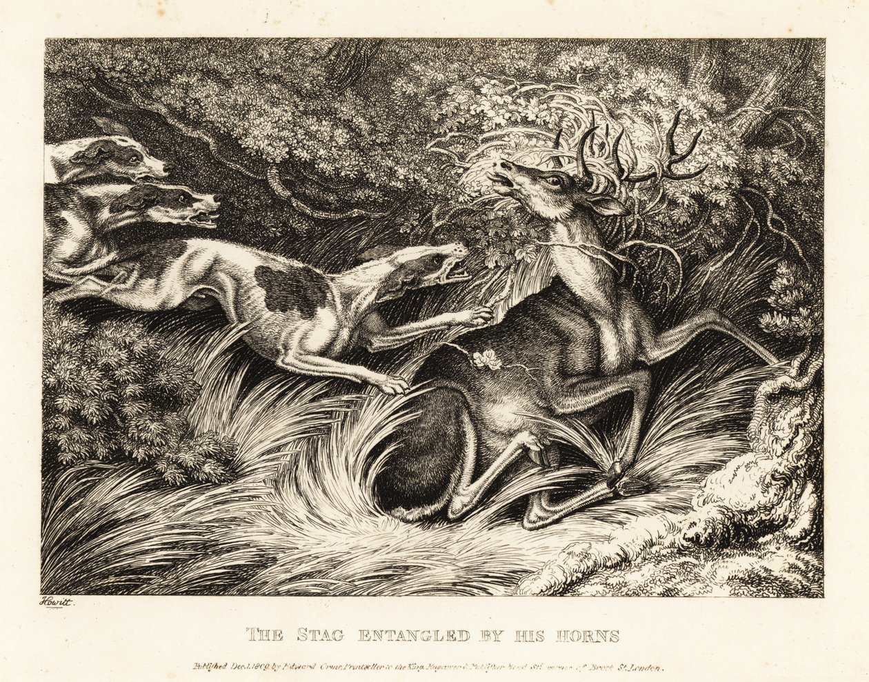 Três cães atacam um veado capturado por seus chifres. 1811 (gravura) de Samuel Howitt
