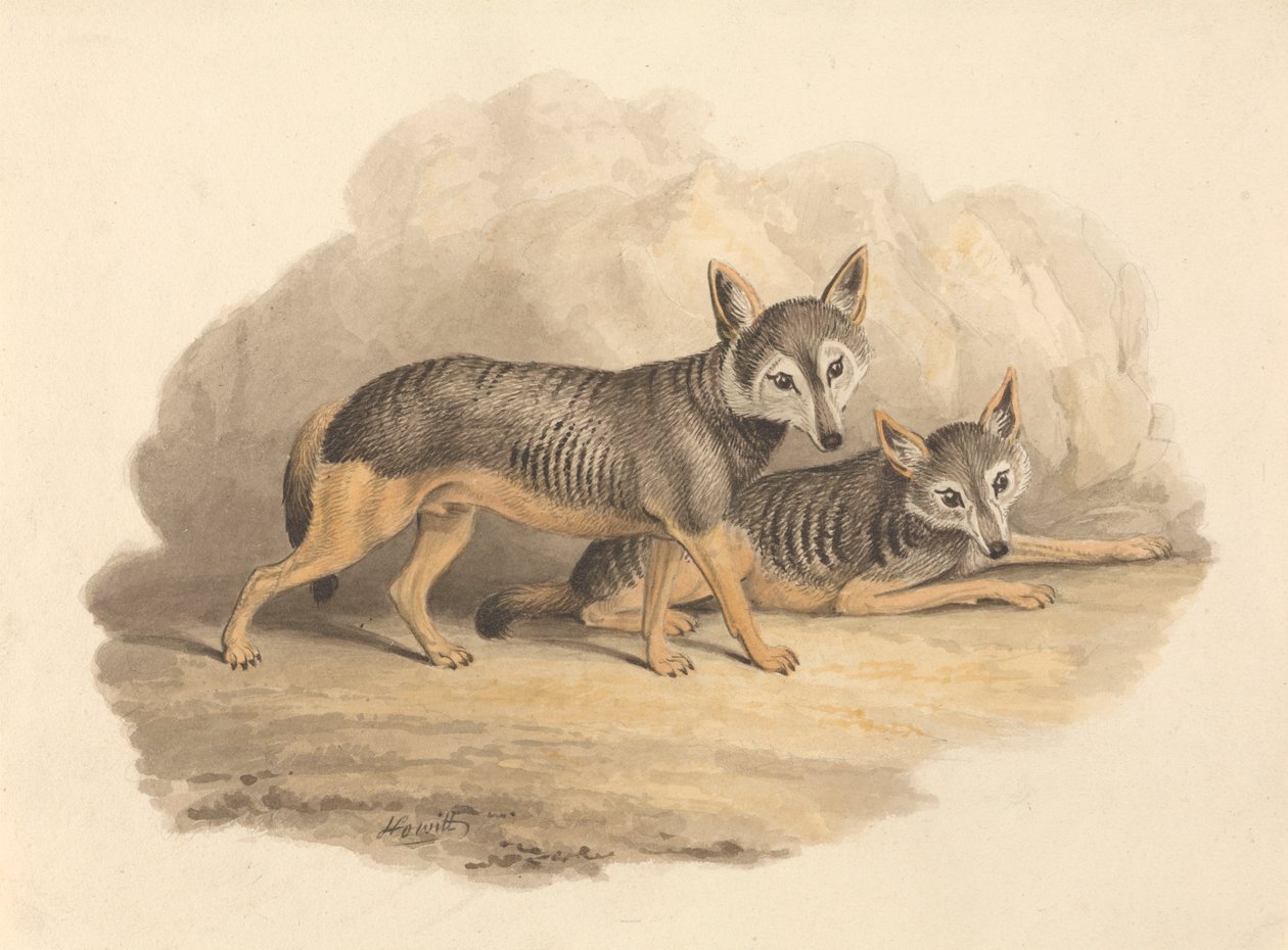 Duas Hienas de Samuel Howitt