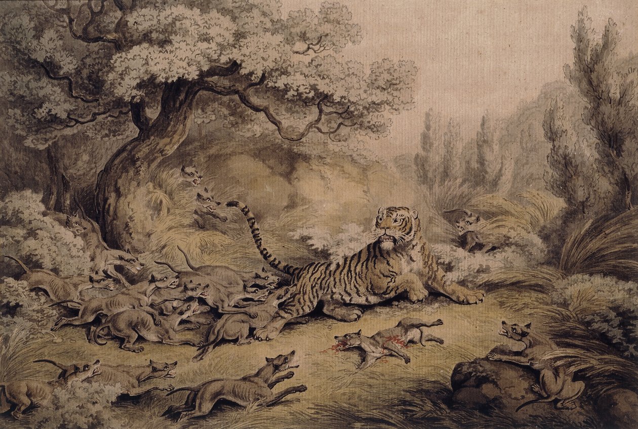 Cães selvagens atacando um tigre, de Samuel Howitt