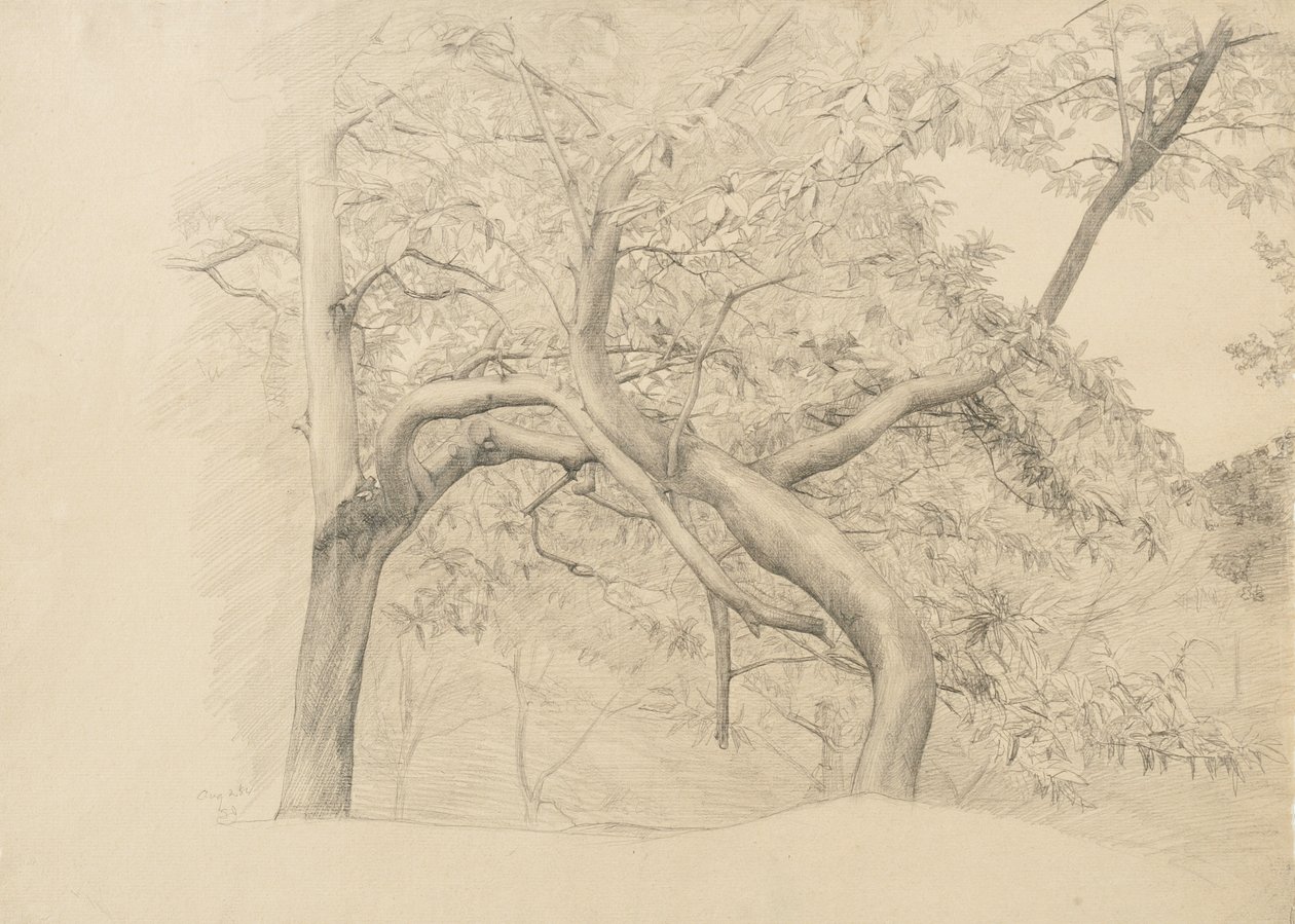 Um emaranhado de árvores na folhagem, 1884 (grafite sobre papel brilhante) de Samuel Isham