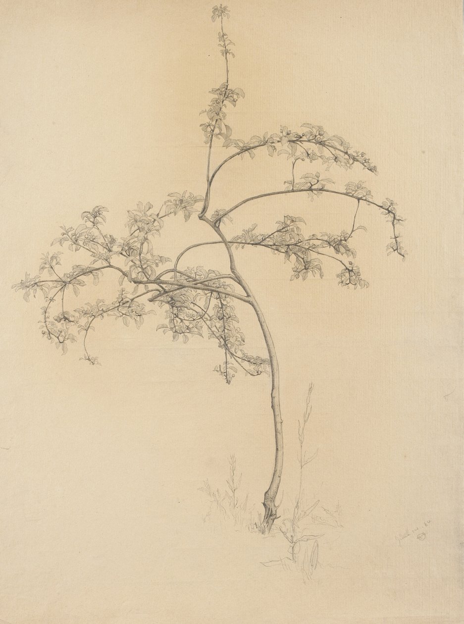 Árvore florescendo, 1884 (grafite no papel lustrado) de Samuel Isham