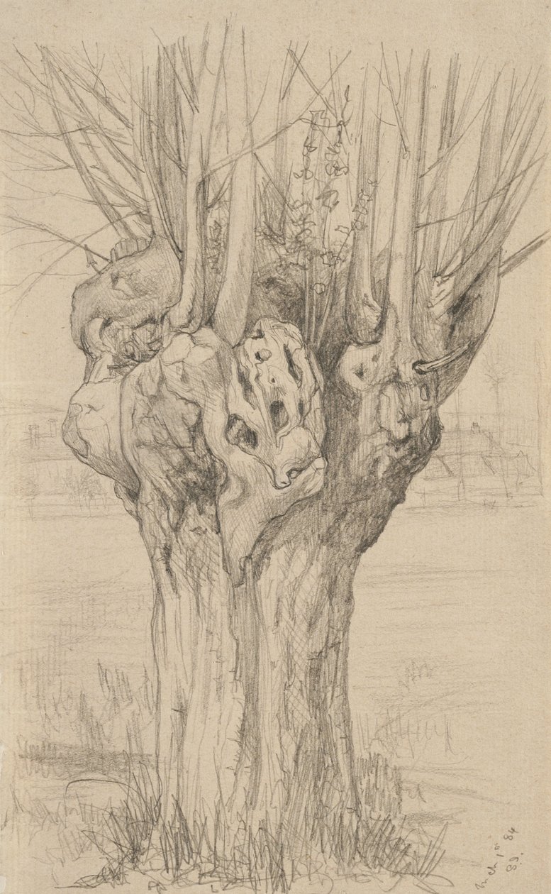 Árvore retorcida, 1884 (grafite sobre papel brilhante) de Samuel Isham