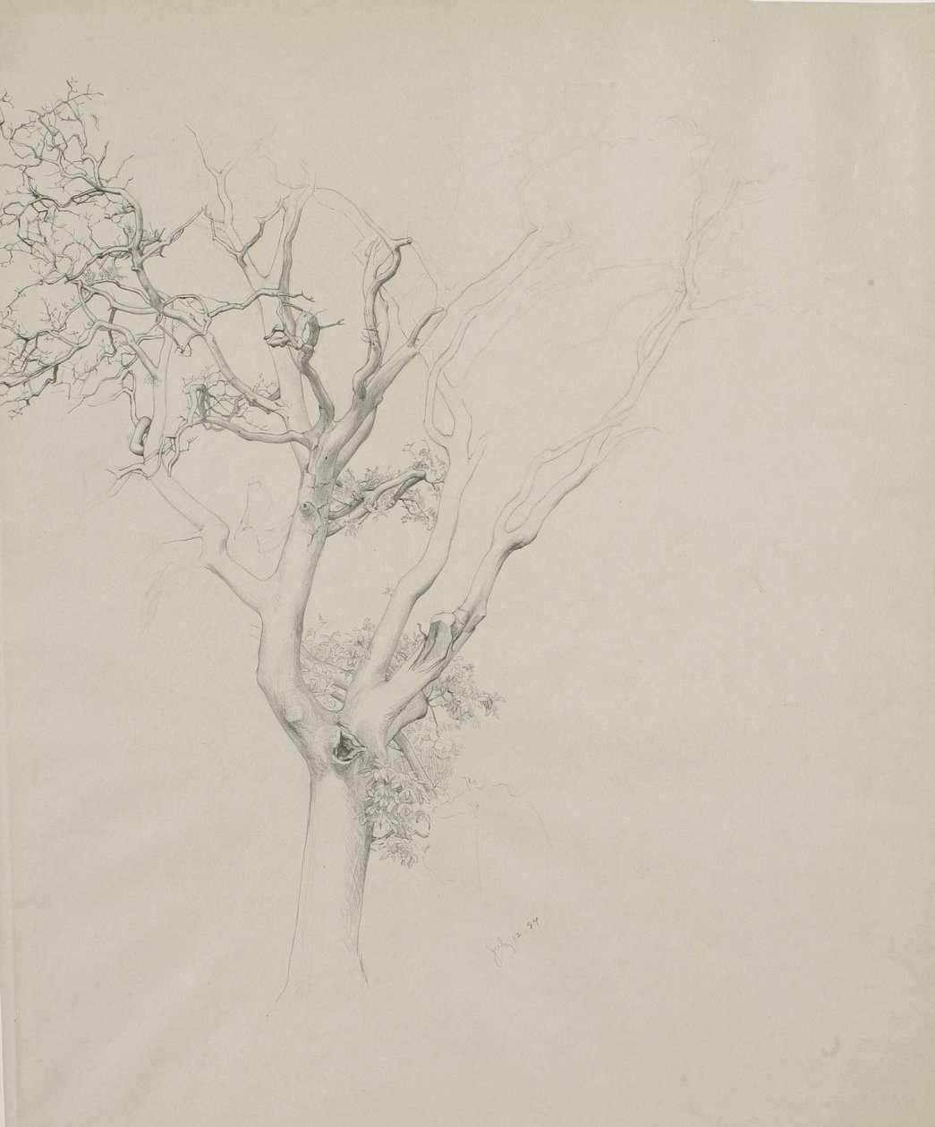 Estudo da árvore, 1884 (grafite em papel cinza) de Samuel Isham