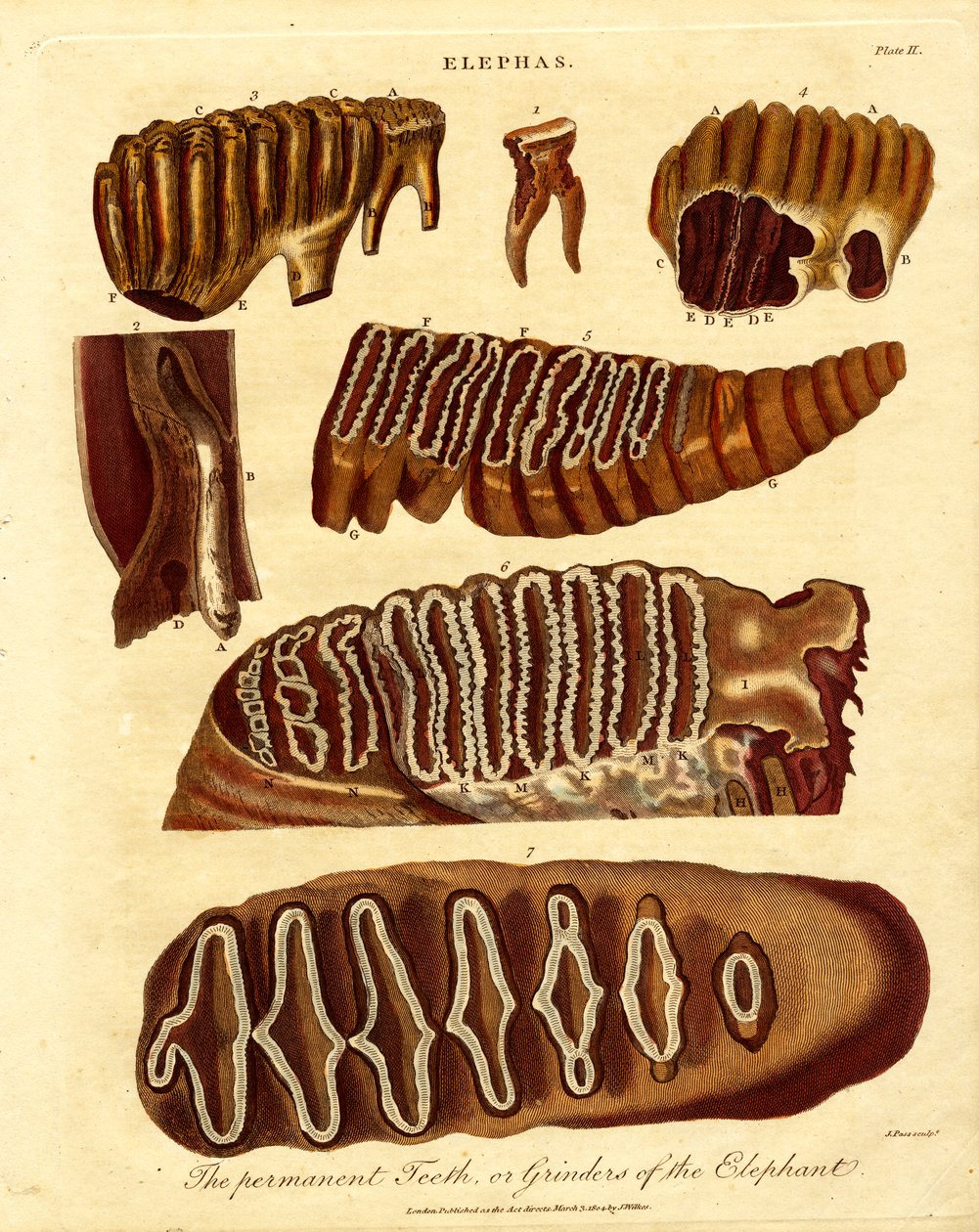 Os dentes permanentes; ou moedores do elefante de Samuel John Neele