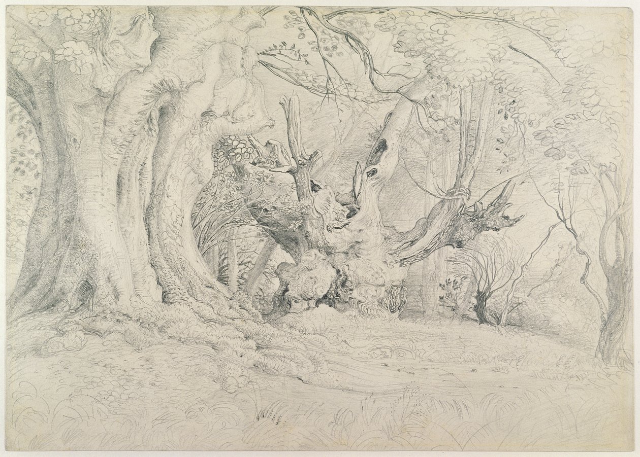 Árvores antigas, Lullingstone Park, 1828 (grafite sobre papel) de Samuel Palmer
