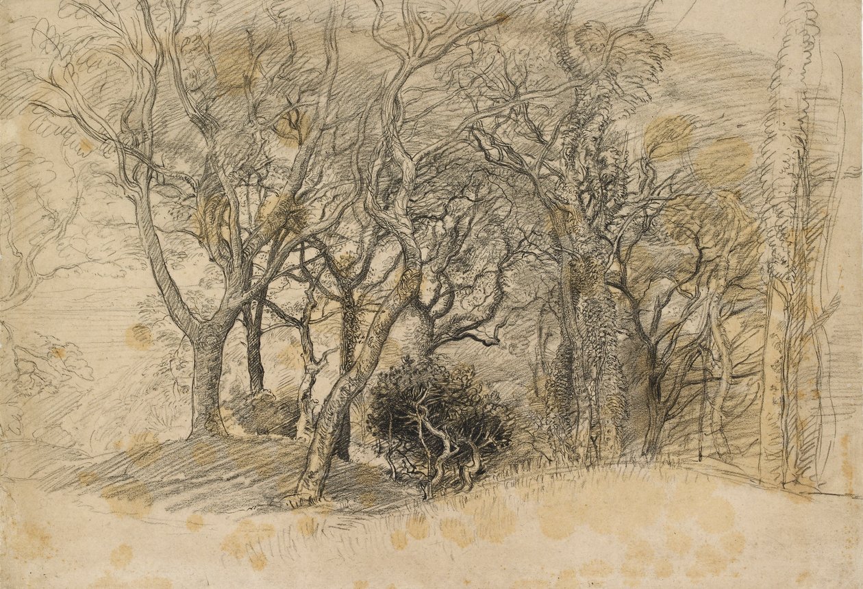 Estudo das Árvores, Clovelly Park, 1834 de Samuel Palmer