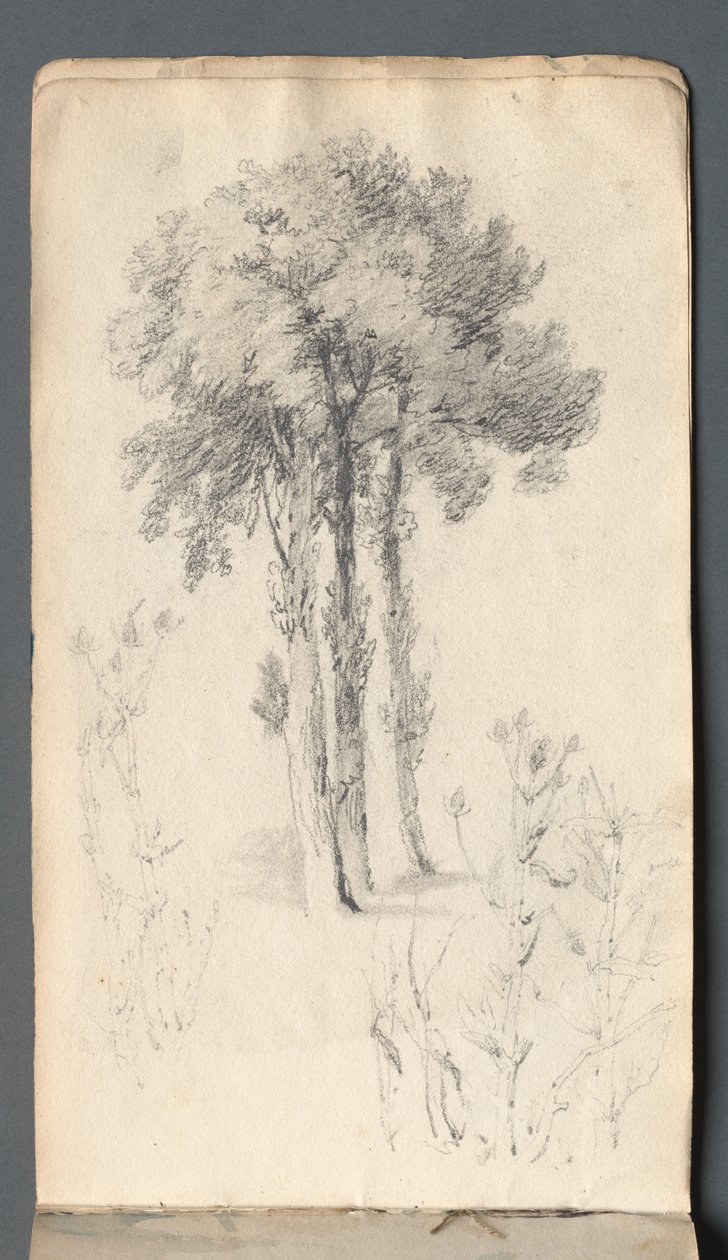 Caderno de rascunhos: estudo de árvores de Samuel Prout