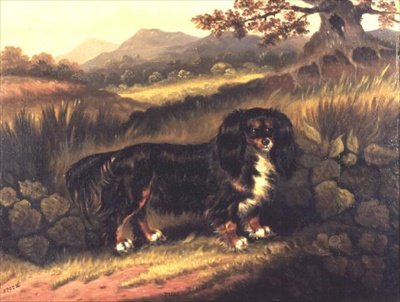 O Rei Charles Spaniel 