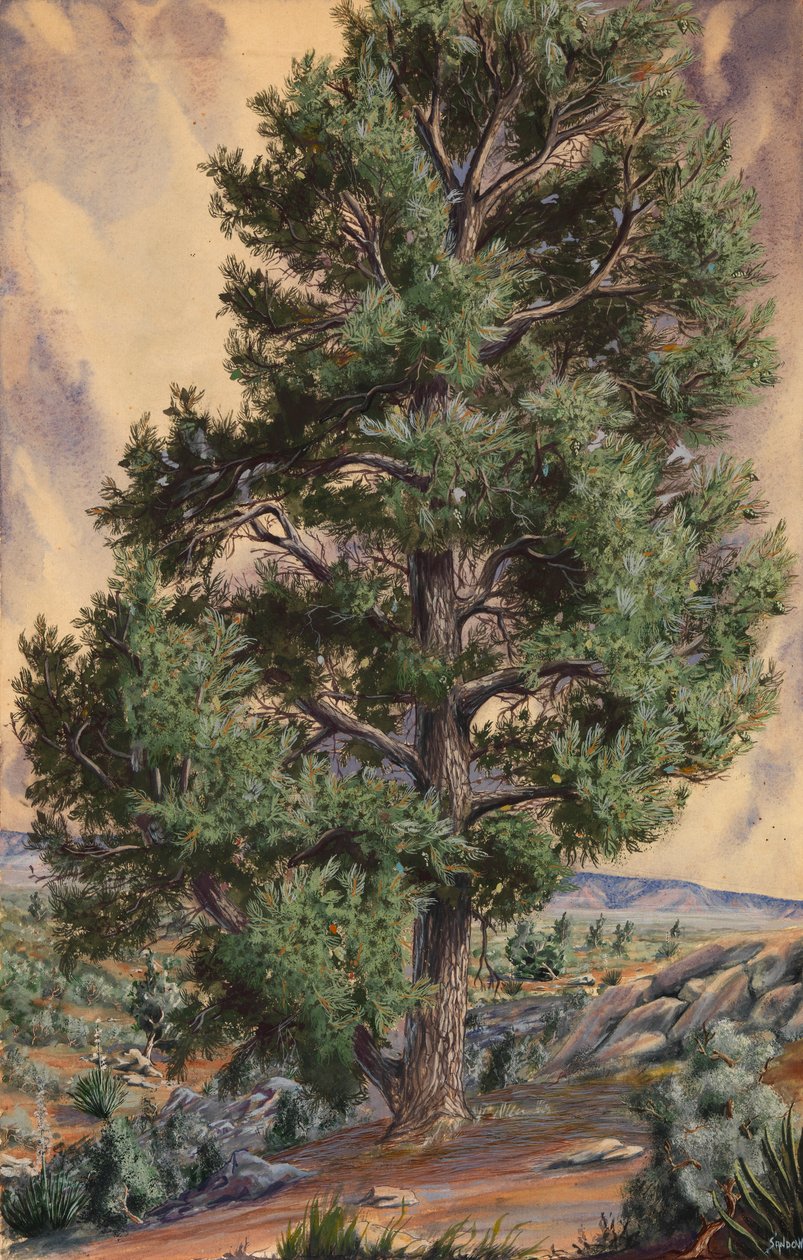 Pinheiro, s.d. de Sandow