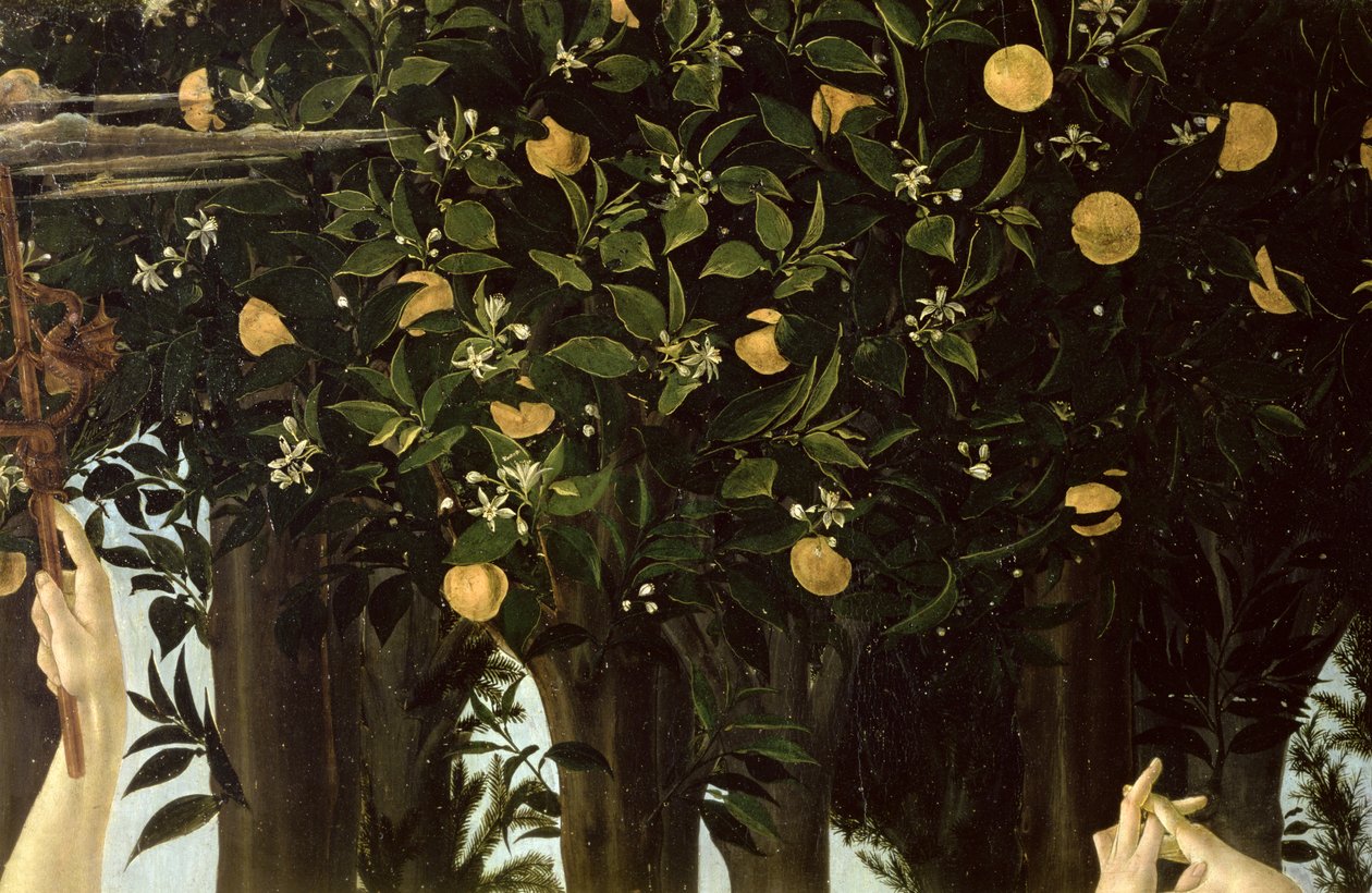 Primavera, detalhe da laranjeira, c.1478 têmpera no painel de Sandro Botticelli