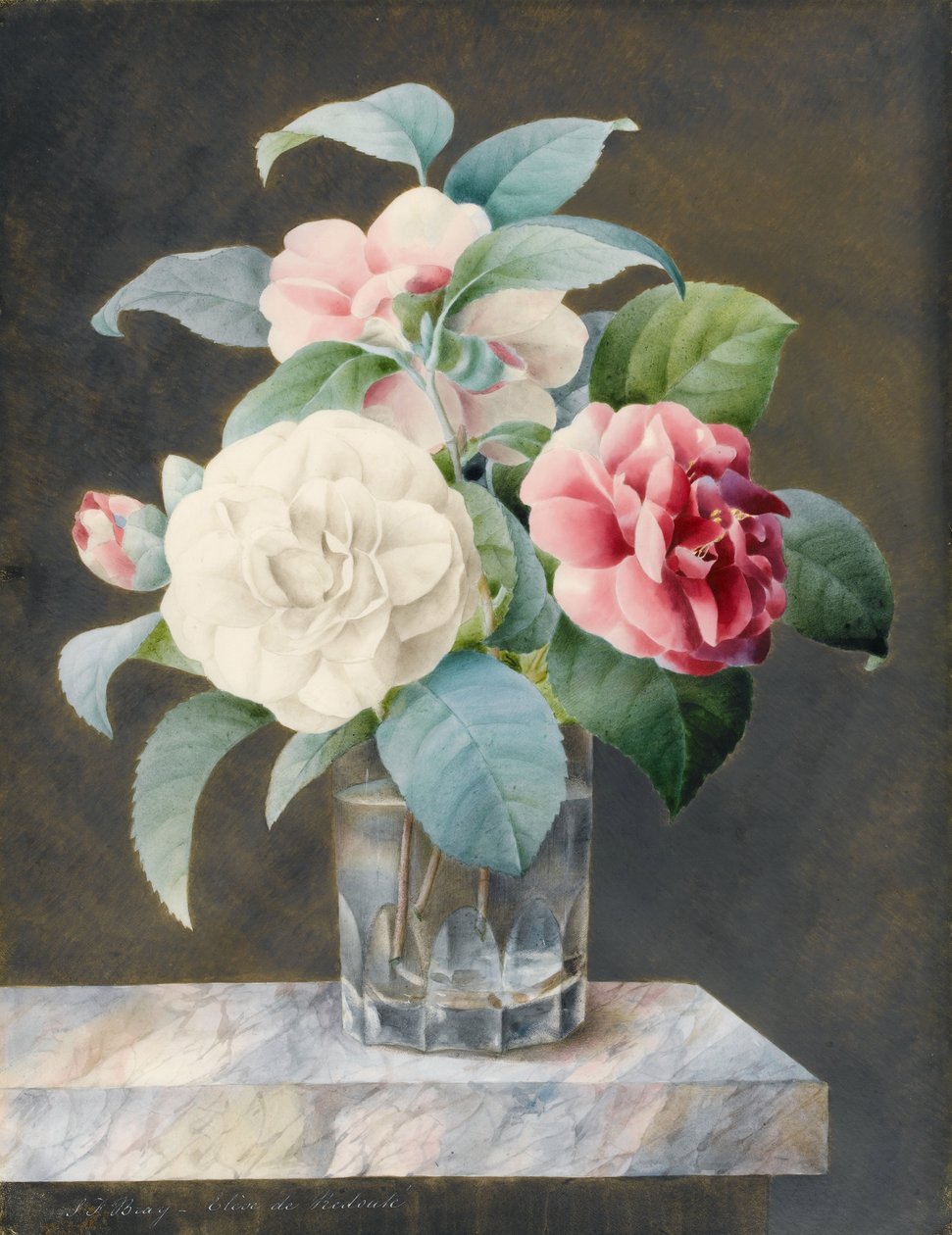 Um vaso de vidro lapidado contendo camelias brancas, cor-de-rosa e vermelhas em uma laje de mármore variegada (wc e bodycolour em pergaminho, apoiado em papel) de Sarah Bray