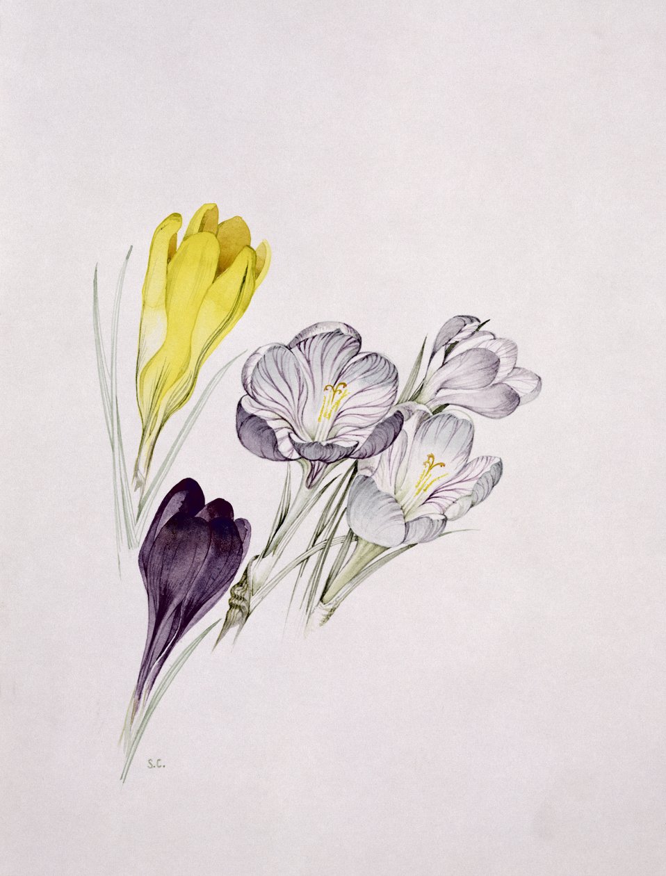 Açafrão de Sarah Creswell