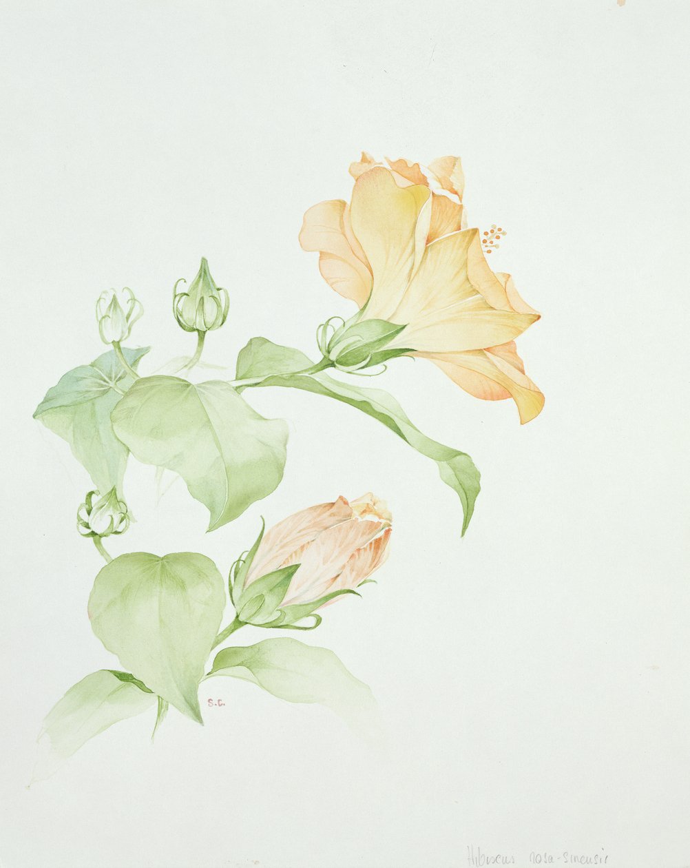 Hibiscus rosa-sinensis de Sarah Creswell