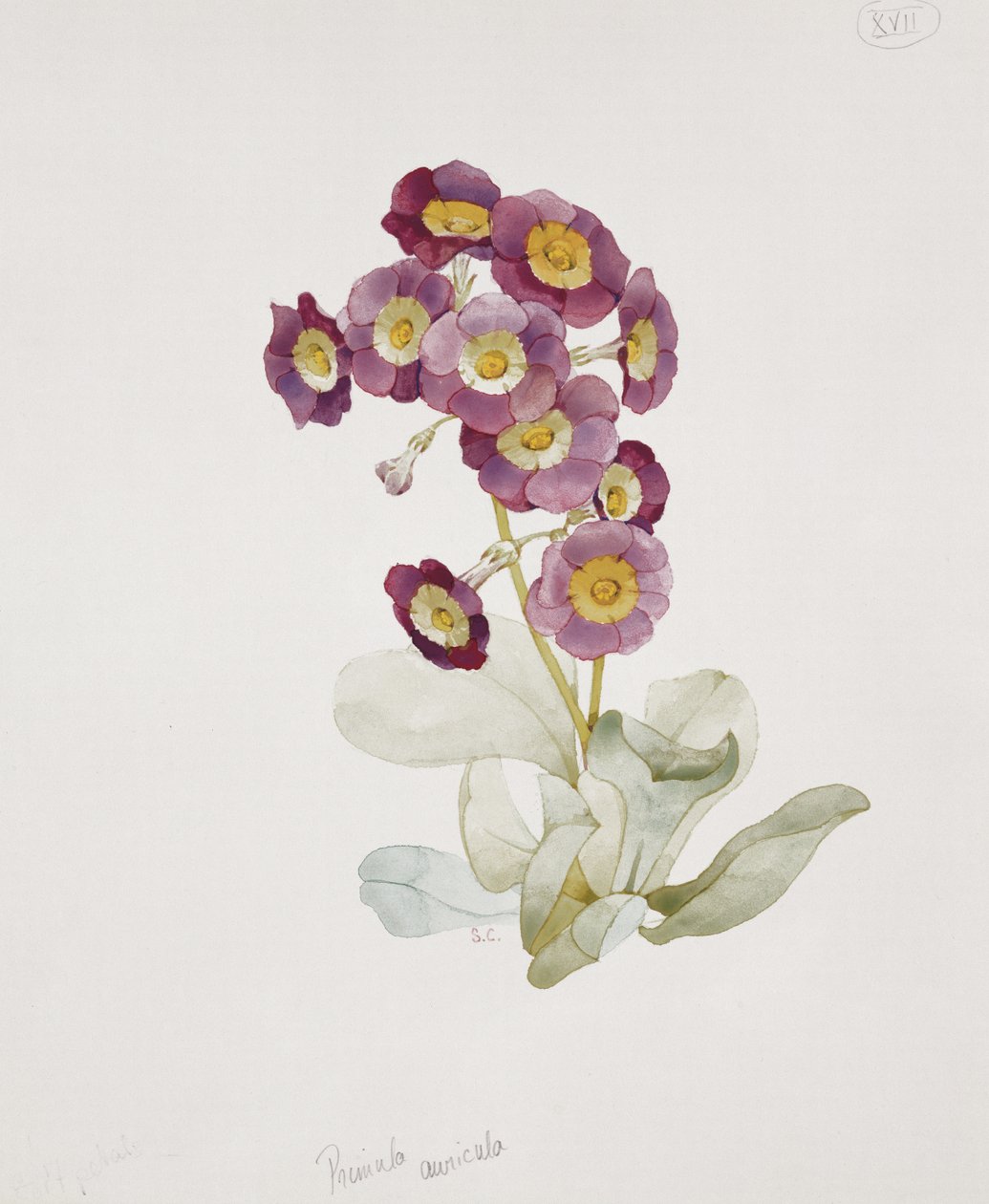 Primula Auricula (Primrose) de Sarah Creswell