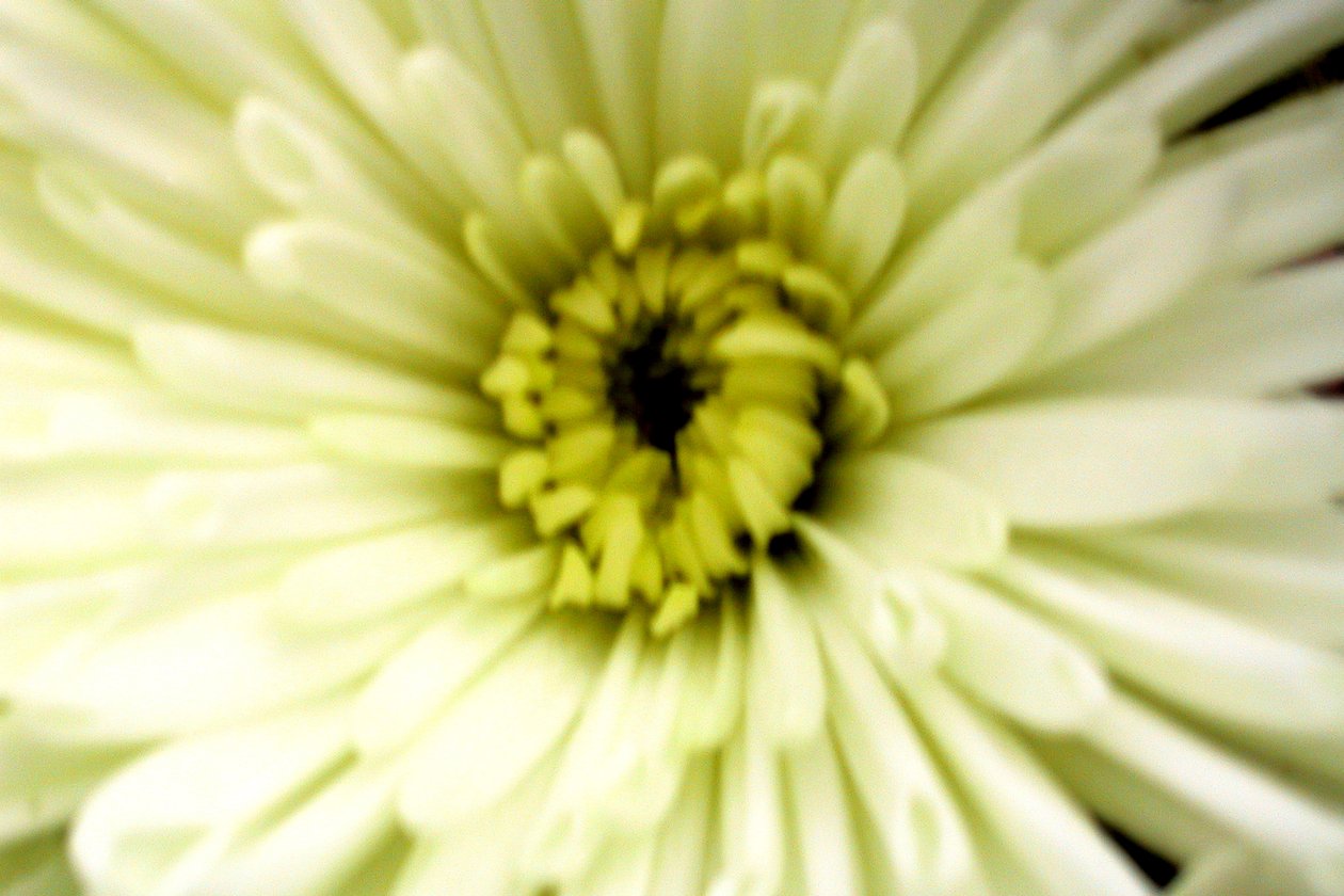 Flor de aniversário de Sarah OToole
