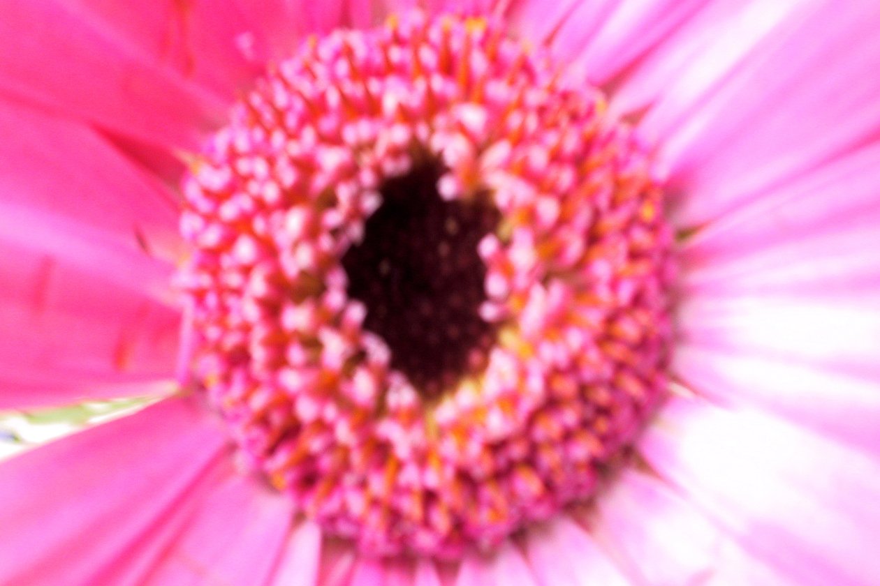 Rosa da dama de honra de Sarah OToole