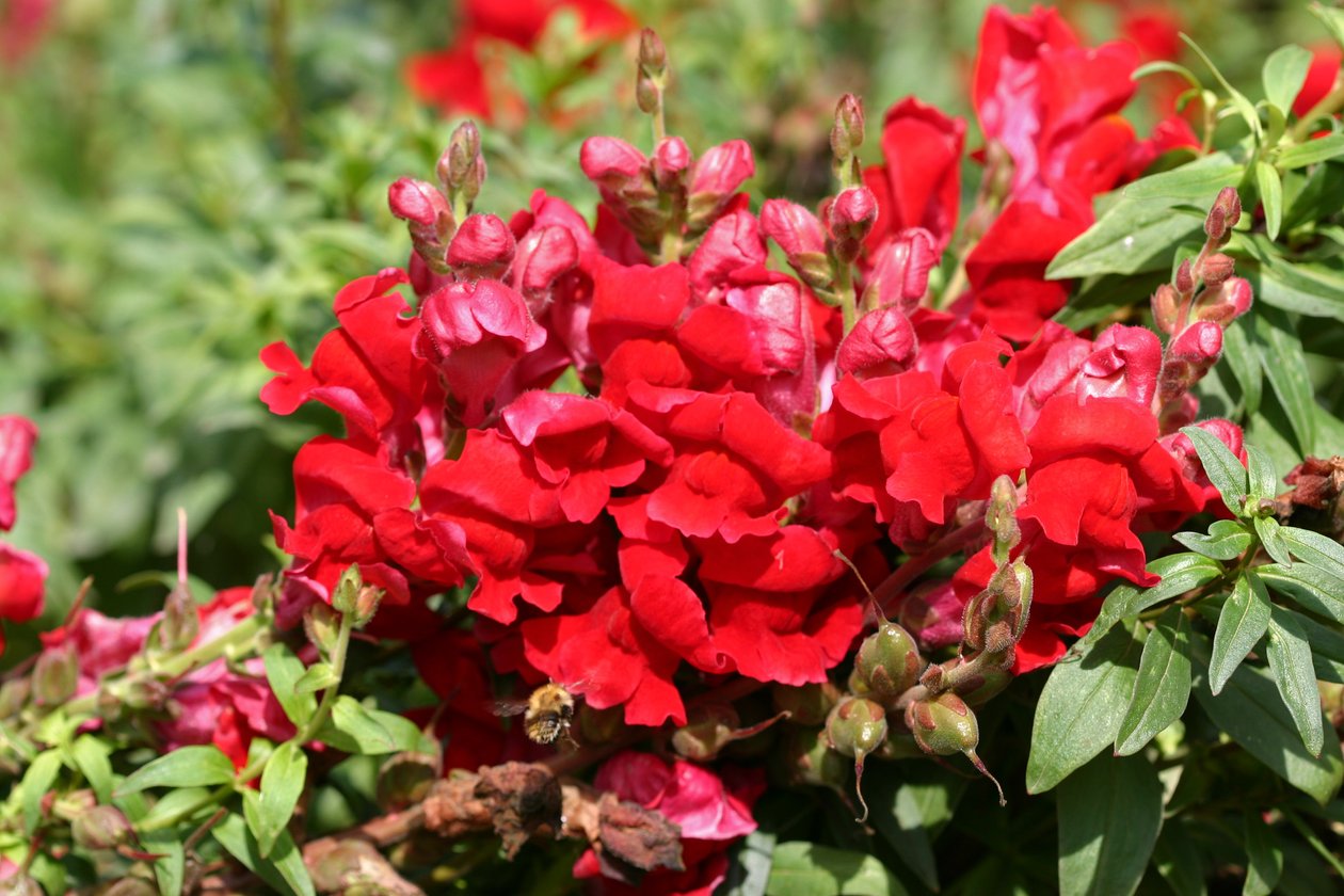 Antirrhinum de Garsington, 2009 de Sarah OToole