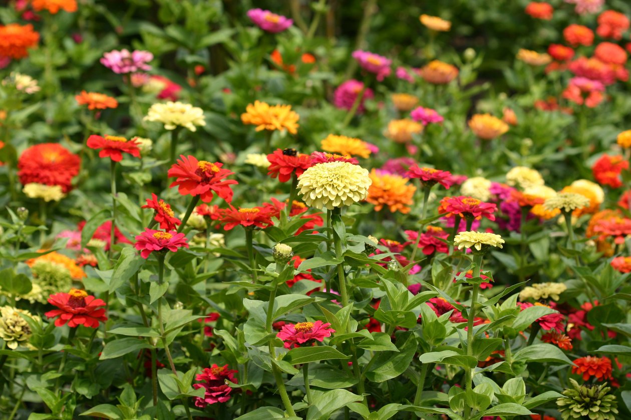 Garsington Dahlia and Cosmos, 2009 de Sarah OToole